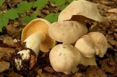 Ostuni, dopo la morte dell'80enne ancora altri casi di intossicazione da fungo: salgono a 4 i ricoverati Ostuni, dopo la morte dell'80enne ancora altri casi di intossicazione da fungo: salgono a 4 i ricoverati