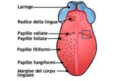 Il senso del gusto
