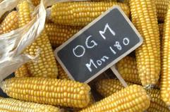 Cosa sono gli OGM?