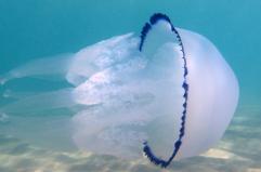 A TAVOLA - Ecco una specie di medusa commestibile (foto Antonella Leone)