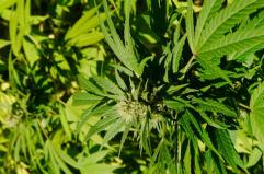 COLTIVARE - La canapa sativa