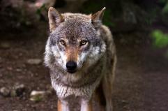 Salento, ritrovati i resti di due grossi cani: sono stati sbranati dai lupi