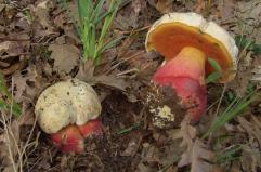 Infezioni da funghi e microrganismi: nulla a che fare per i buoni prodotti spontanei della terra
