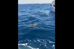 Salento, tartaruga in difficoltà: salvataggio del Centro Recupero