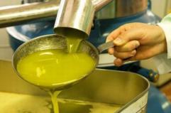 Bari, dal 29 la fiera per l'olio extravergine di oliva. In Puglia acquirenti da 16 Paesi e un ricco programma di convegni