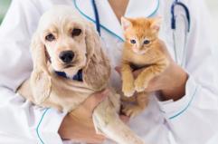 Farmaci, piccoli trucchi utili per la somministrazione a cani e gatti