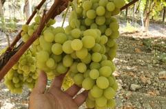 Cerignola, in una terreno confiscata alla mafia nasce una vigna: il progetto Altereco