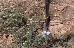 Molfetta, «mattanza» contro l'uliveto del presidente Coldiretti: tagliate 487 giovani piante