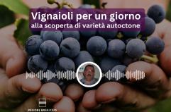 Basilicata in podcast, vignaioli per un giorno, alla scoperta di varietà autoctone