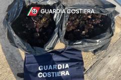 Nardò, sub sorpreso con 350 ricci di mare: multa da 2mila euro
