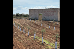 Xylella, l’assalto dei negazionisti: sfregi e furti nei terreni degli agricoltori impegnati nel reimpianto degli ulivi