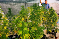 Monteroni di Lecce: coltivava 40 piante di marijuana sul terrazzo, arrestato dai Carabinieri