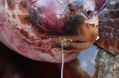 Santa Maria di Leuca, tartaruga morta sul litorale: soffocata da un amo da pesca