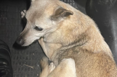 Cagnolina anziana scappa e vaga disorientata sulla statale: salvata dai carabinieri nel Leccese