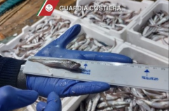 Brindisi, sequestrati due quintali di pesce: elevate sanzioni per 6mila euro