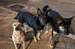 Contrasto al randagismo presto un nuovo canile a Foggia