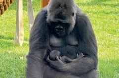 Nuovo «fiocco azzurro» allo zoo di Fasano: è nato un altro cucciolo di gorilla