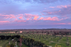 Così gli uliveti diventano «alleati» del clima