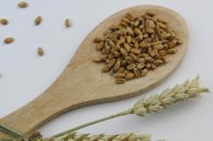 Orzo, alimento retrò ma degno di recuperare un ruolo nutritivo e promotore di salute