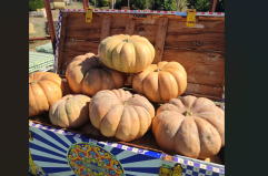 A Bari riaperto il campo di zucche più colorato di Puglia con laboratori e attività per bambini