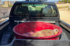 Gallipoli, ritornano in mare a Riva Bella due tartarughe marine recuperate dalla Gdf a Leuca