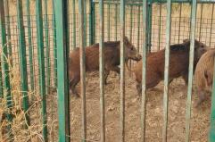 Bari, catturati tre cinghiali a Lama Balice: proseguono i controlli sul territorio