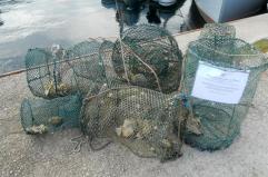 Pesca vietata a Porto Cesareo: multato pescatore professionale con 22 nasse sequestrate VIDEO
