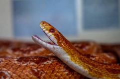 Lecce, recuperato un esemplare di serpente del grano a spasso per la città