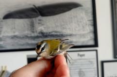 A Molfetta è stato avvistato il Fiorrancino: il più piccolo uccello d’Italia