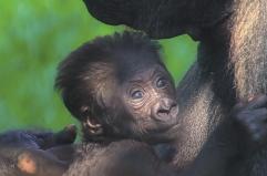 Festa allo Zoosafari di Fasano, scelto il nome della cucciola di gorilla: si chiama Thara