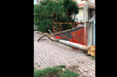 Andria, albero secco caduto per il vento. Il Comune: «È un caso isolato»