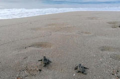 Sulla spiaggia di Pino di Lenne 17 tartarughine caretta caretta prendono il largo