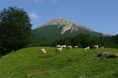 Basilicata, pronto il piano strategico per il patrimonio boschivo