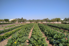 Sudest Barese, la Zes volano di sviluppo: già 35 nuove imprese, boom agricoltura