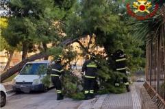Mesagne, il vento fa cadere un pino che sfonda un furgone parcheggiato: nessun ferito