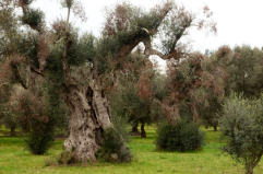 Genetisti in campo nel Salento per la due giorni anti-Xylella