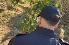 Mesagne, scoperta piantagione di marijuana fra la vegetazione di un'area rurale: è caccia ai responsabili