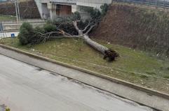 Albero gigante cade in via Rimini a Terlizzi: nessun ferito