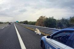 Molfetta, cane vaga disorientato sull’autostrada: la Polizia Stradale evita il peggio