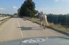 Cavallo cieco a spasso sulla statale a Castellaneta Marina: salvato volontari del NITA e dei Carabinieri