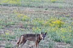 Wolf Puglia, il progetto per monitorare i lupi e le loro interazioni con le attività produttive