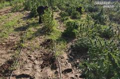 Apani, maxi-piantagione di marijuana nascosta nel giardino: arrestata una coppia di ultracinquantenni