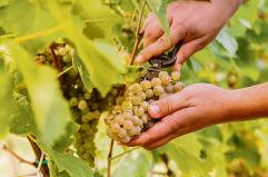 I grappoli della vendemmia, quando si sentiva il mosto e Calvino descriveva i filari