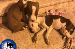 Triggiano, cuccioli di cane abbandonati e lasciati morire: 6 non ce l'hanno fatta, 2 sono ricoverati Triggiano, cuccioli di cane abbandonati e lasciati morire: 6 non ce l'hanno fatta, 2 sono ricoverati