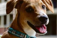 Le cardiomiopatie nel cane e nel gatto: diagnosi e cure Le cardiomiopatie nel cane e nel gatto: diagnosi e cure