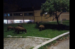 Basilicata, reti di protezione sulle strade contro l’invasione di cinghiali Basilicata, reti di protezione sulle strade contro l’invasione di cinghiali