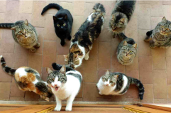 «Già dieci gatti randagi avvelenati»: Palagianello diventa caso nazionale «Già dieci gatti randagi avvelenati»: Palagianello diventa caso nazionale