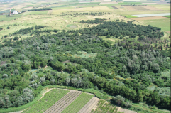 Bosco Incoronata a Foggia, presto 60mila nuovi alberi. E il Comune punta a riqualificare altri 26 ettari
