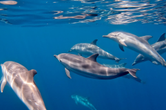 Taranto, ecco il primo rifugio marino per delfini: nasce «S. Paolo Dolphin Refuge»