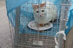 Brindisi, gatti rinchiusi in gabbia e abbandonati per strada: condannata una 44enne. Adesso cercano casa